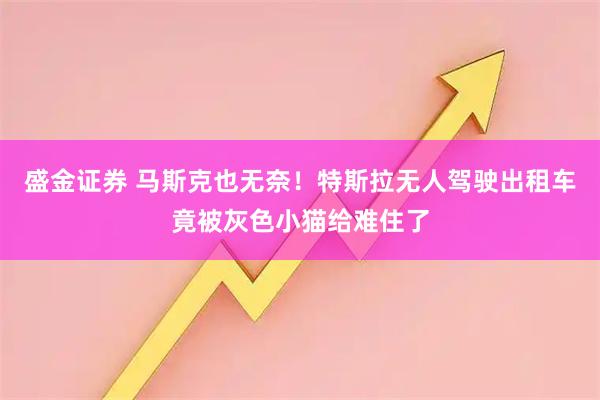 盛金证券 马斯克也无奈！特斯拉无人驾驶出租车竟被灰色小猫给难住了